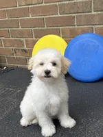 Maltipoo, a male Maltipoo for sale in Hamilton, OH – 5 of 7