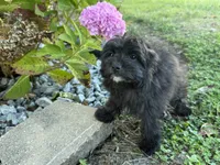 Morkie, a female Morkie for sale in Hamilton, OH – 4 of 10