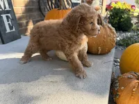 Maltipoo, a female Maltipoo for sale in Hamilton, OH – 7 of 9