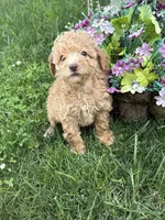 Maltipoo, a female Maltipoo for sale in Hamilton, OH – 4 of 7