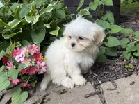 Shorkie, a female Shorkie for sale in Hamilton, OH – 8 of 9