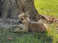 Pomeranian, a female Pomeranian for sale in Hamilton, OH – 3 of 10