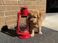 Maltipoo, a male Maltipoo for sale in Hamilton, OH – 10 of 10
