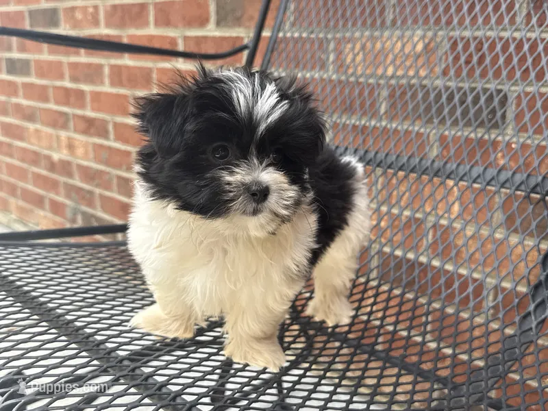 Shihpoo – Shihpoo puppy for sale in Hamilton, OH