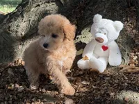 Maltipoo, a female Maltipoo for sale in Hamilton, OH – 7 of 8