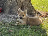 Pomeranian, a female Pomeranian for sale in Hamilton, OH – 6 of 10