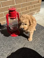 Maltipoo, a male Maltipoo for sale in Hamilton, OH – 9 of 10