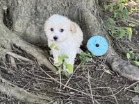 Maltipoo, a male Maltipoo for sale in Hamilton, OH – 3 of 10