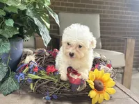 Maltipoo, a female Maltipoo for sale in Hamilton, OH – 3 of 7