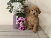 Maltipoo, a female Maltipoo for sale in Hamilton, OH – 3 of 7