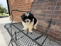 Shihpoo, a female Shihpoo for sale in Hamilton, OH – 3 of 10