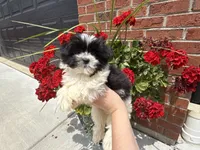 Shihpoo, a female Shihpoo for sale in Hamilton, OH – 7 of 10