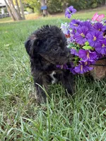 Shorkie, a female Shorkie for sale in Hamilton, OH – 7 of 7