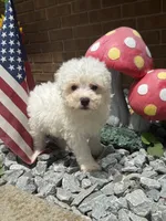 Maltipoo, a male Maltipoo for sale in Hamilton, OH – 8 of 10