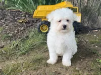 Maltipoo, a male Maltipoo for sale in Hamilton, OH – 3 of 8