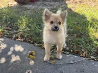 Pomeranian, a female Pomeranian for sale in Hamilton, OH – 2 of 10