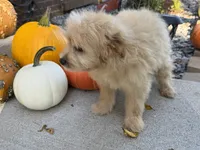 Morkie, a male Morkie for sale in Hamilton, OH – 4 of 10