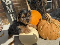 Shorkie, a male Shorkie for sale in Hamilton, OH – 5 of 7