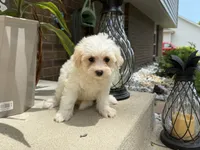 Maltipoo, a male Maltipoo for sale in Hamilton, OH – 2 of 6