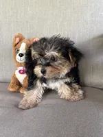 Shorkie, a female Shorkie for sale in Hamilton, OH – 4 of 8