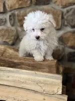 Morkie-Poo, a male Poodle - Miniature  and Morkie for sale in Hamilton, OH – Photo 4 of 8