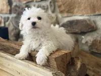 Morkie-Poo, a male Poodle - Miniature  and Morkie for sale in Hamilton, OH – Photo 7 of 8