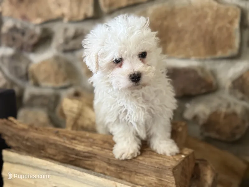 Morkie-Poo – Poodle - Miniature , Morkie puppy for sale in Hamilton, OH
