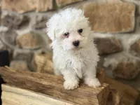 Morkie-Poo, a male Poodle - Miniature  and Morkie for sale in Hamilton, OH – Photo 1 of 8