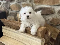 Morkie-Poo, a male Poodle - Miniature  and Morkie for sale in Hamilton, OH – Photo 6 of 8