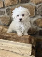 Morkie-Poo, a male Poodle - Miniature  and Morkie for sale in Hamilton, OH – Photo 3 of 8