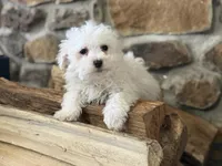 Morkie-Poo, a male Poodle - Miniature  and Morkie for sale in Hamilton, OH – Photo 8 of 8