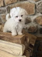 Morkie-Poo, a male Poodle - Miniature  and Morkie for sale in Hamilton, OH – Photo 5 of 8