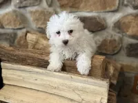 Morkie-Poo, a male Poodle - Miniature  and Morkie for sale in Hamilton, OH – Photo 2 of 8