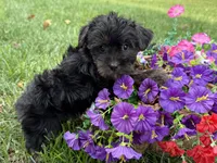 Shorkie, a female Shorkie for sale in Hamilton, OH – 2 of 7