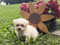 Maltipoo, a female Maltipoo for sale in Hamilton, OH – 2 of 8