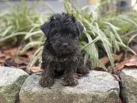 Shorkie, a male Shorkie for sale in Hamilton, OH – 1 of 6
