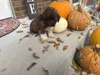 Shih-Poo, a male Shihpoo for sale in Hamilton, OH – 2 of 9