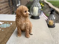 Maltipoo, a female Maltipoo for sale in Hamilton, OH – Photo 5 of 7