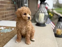 Maltipoo, a female Maltipoo for sale in Hamilton, OH – Photo 2 of 7
