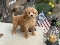 Maltipoo, a female Maltipoo for sale in Hamilton, OH – Photo 1 of 7