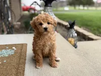 Maltipoo, a female Maltipoo for sale in Hamilton, OH – Photo 6 of 7