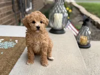 Maltipoo, a female Maltipoo for sale in Hamilton, OH – Photo 4 of 7