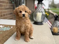 Maltipoo, a female Maltipoo for sale in Hamilton, OH – Photo 3 of 7