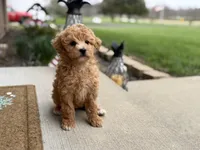 Maltipoo, a female Maltipoo for sale in Hamilton, OH – Photo 7 of 7