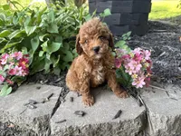 Maltipoo, a female Maltipoo for sale in Hamilton, OH – 3 of 10