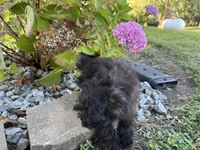 Morkie, a female Morkie for sale in Hamilton, OH – 7 of 10