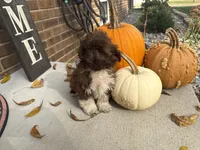 Shih-Poo, a male Shihpoo for sale in Hamilton, OH – 6 of 9
