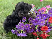 Shorkie, a female Shorkie for sale in Hamilton, OH – 5 of 7