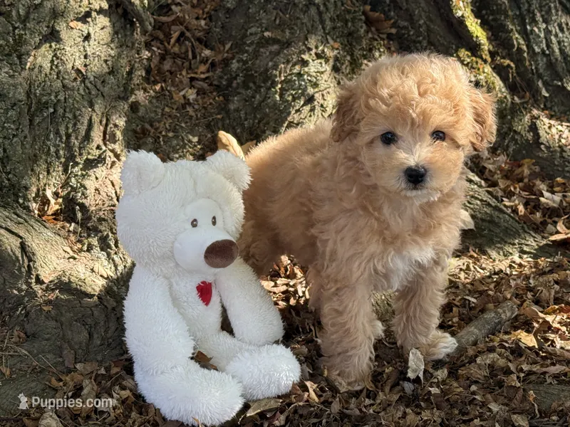Maltipoo – Maltipoo puppy for sale in Hamilton, OH