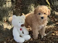 Maltipoo, a female Maltipoo for sale in Hamilton, OH – 1 of 8